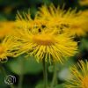 Inula Magnifica